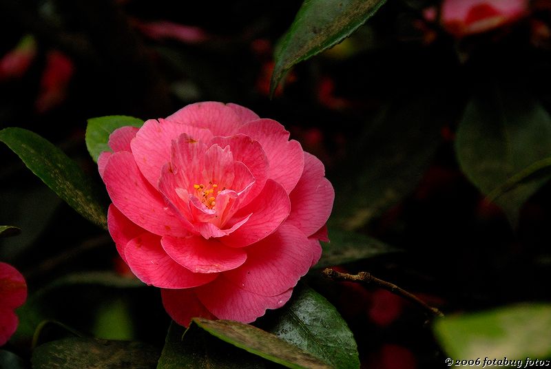 D200-2006-04-17_336.jpg