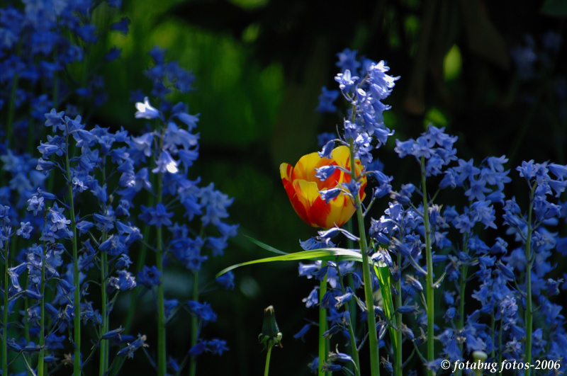 Tulips dont tell