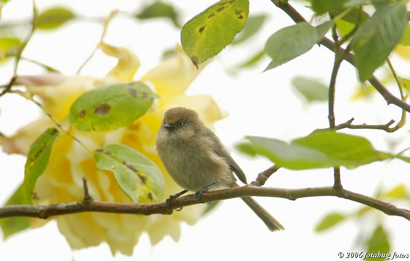 Bushtit
