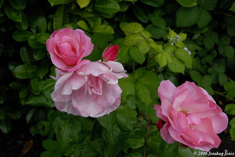 Nothing like a rose