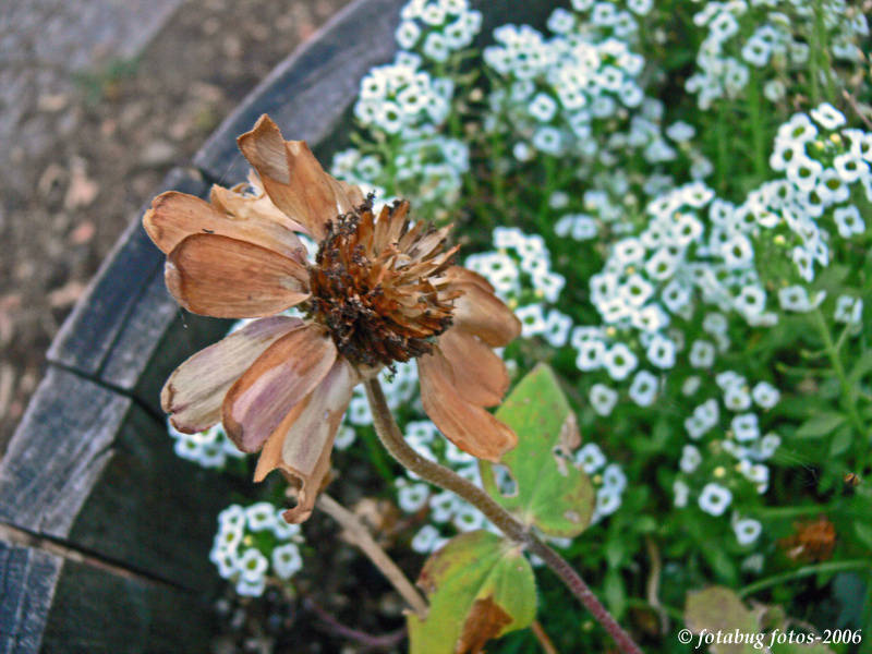 Barrel of beauty