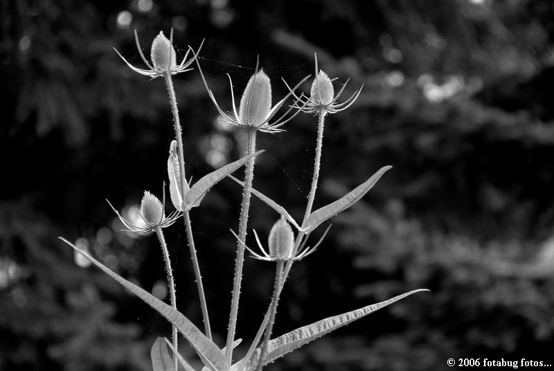 Bouquet in black and white