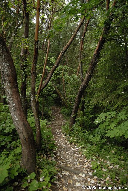 Just getting started on the trail up the hill