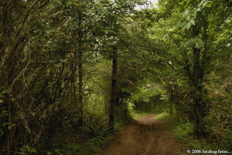 The tunnel of trees