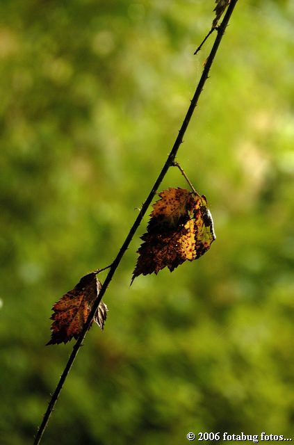 Backlit golden leaves