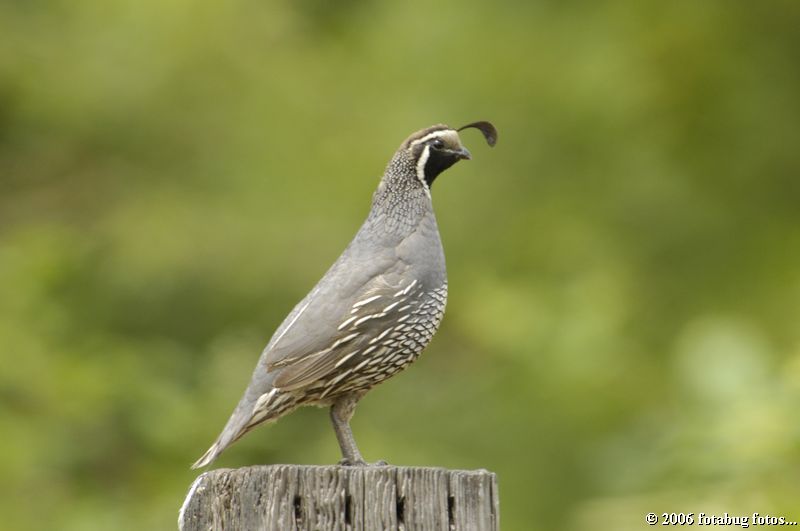 California Quail