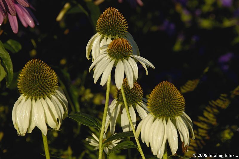Cone flowers