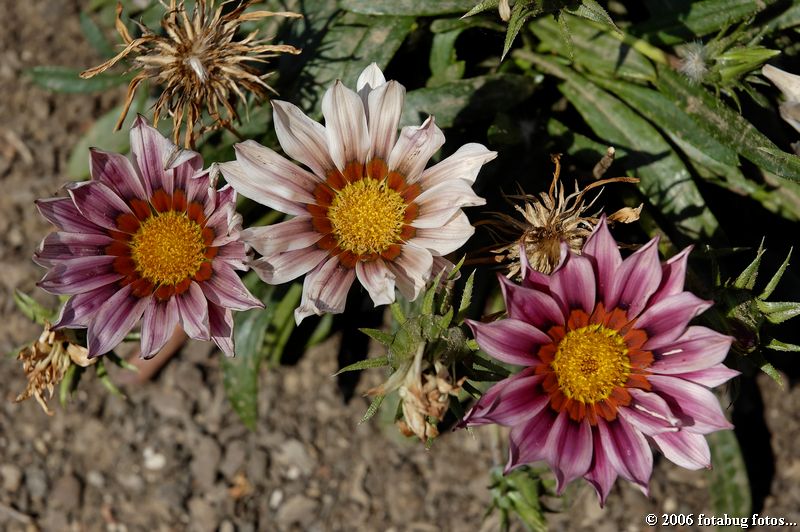 D50-2006-08-21_006.jpg