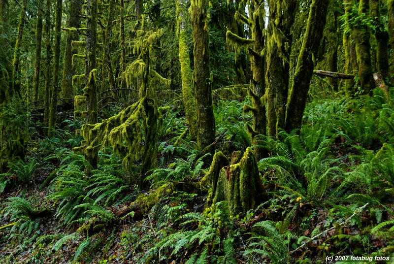 Rain Forest