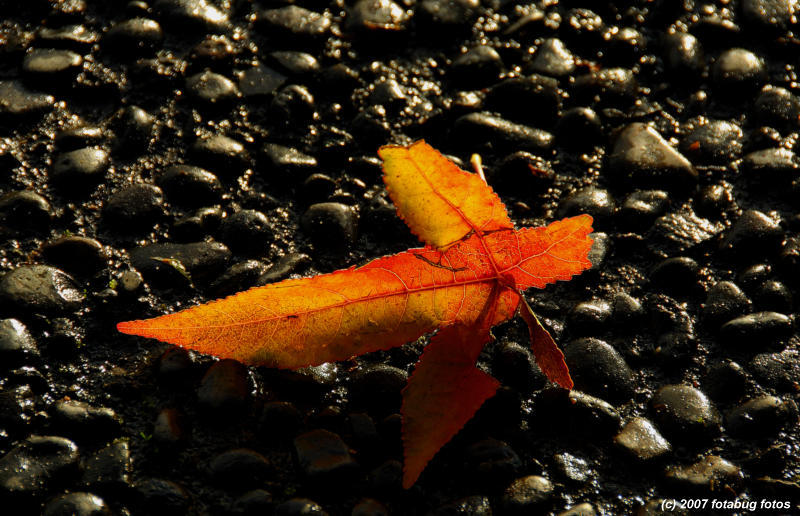 Backlit leaf