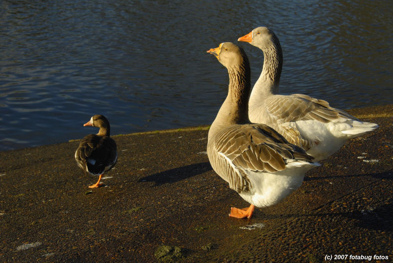 The audience