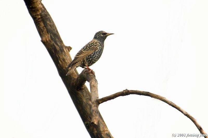 European Starling