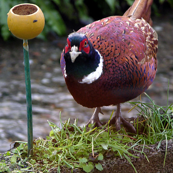 Find anything pheasant IV