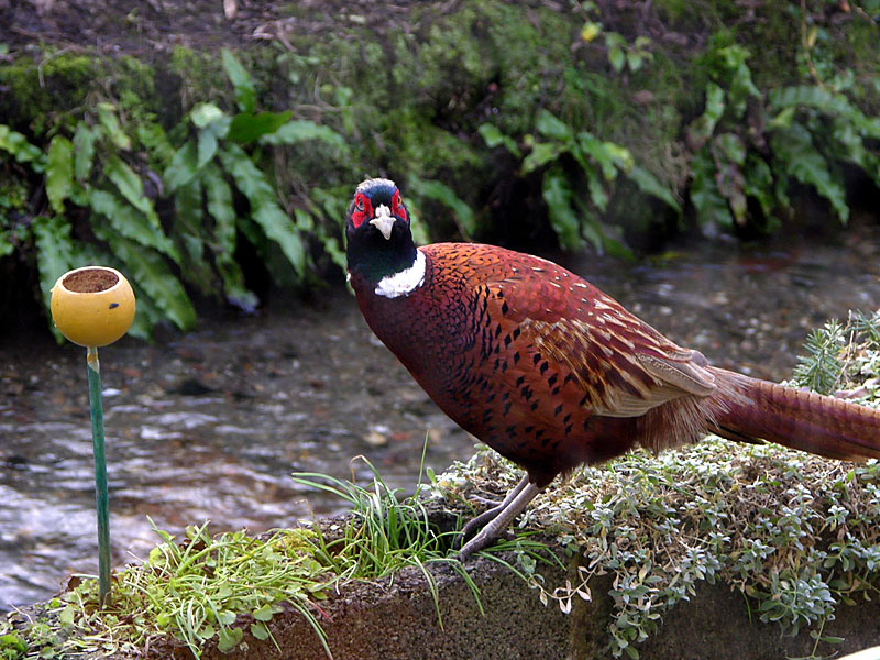 Find anything pheasant...<br>11 January 2006 (117)