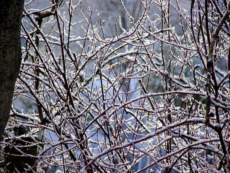 White branches