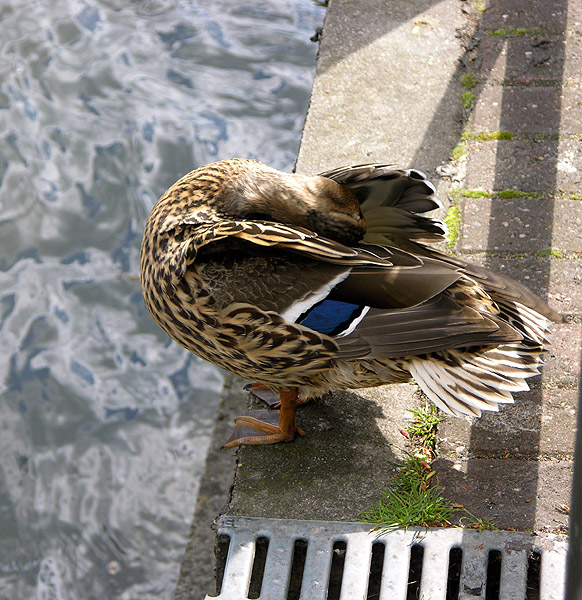 Preening (II)