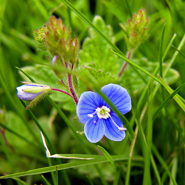 Common field-speedwell