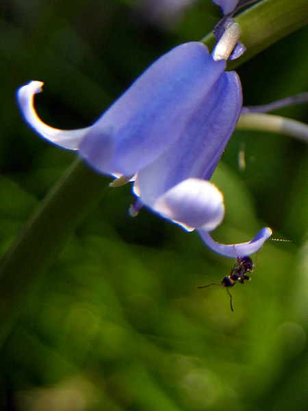 Darling bug of May?<br>11 May 2006 (237)