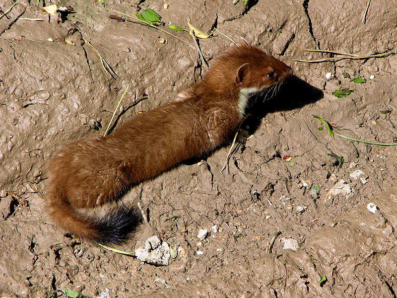 Stoatally (in)different...<br>11 June 2006 (268)