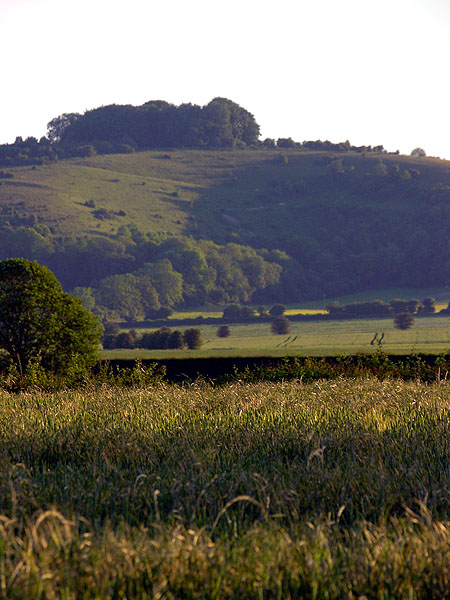 Buxbury Hill: my favourite...