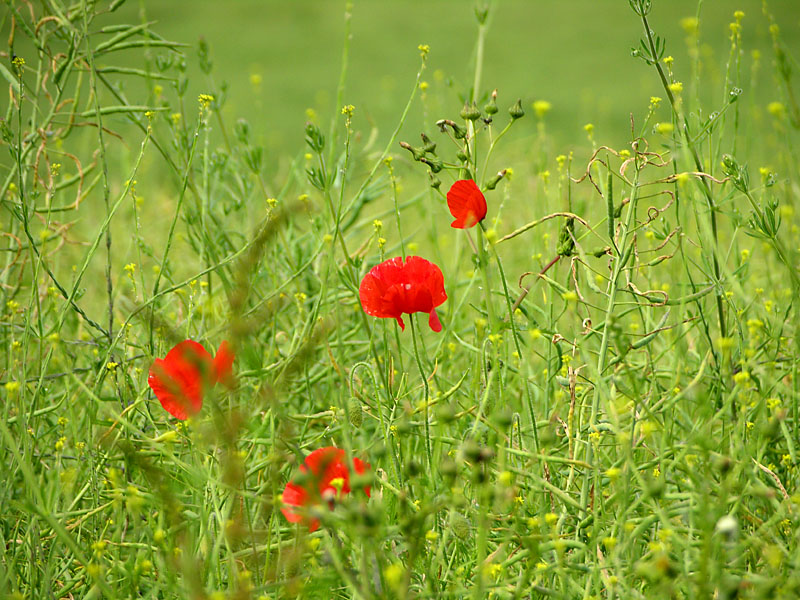 Poppies