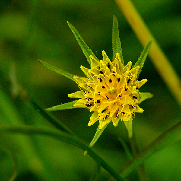 Goats-beard (minor)