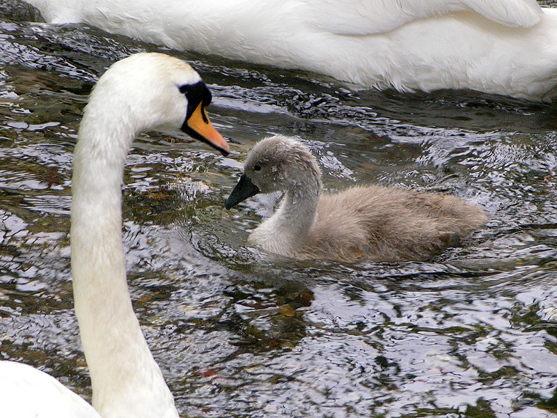 A watchful eye
