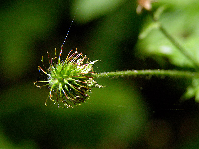 Spiky