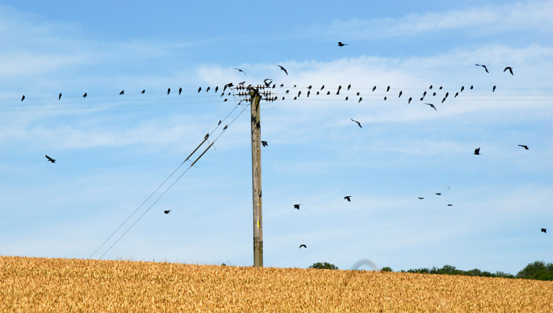 Rook music...