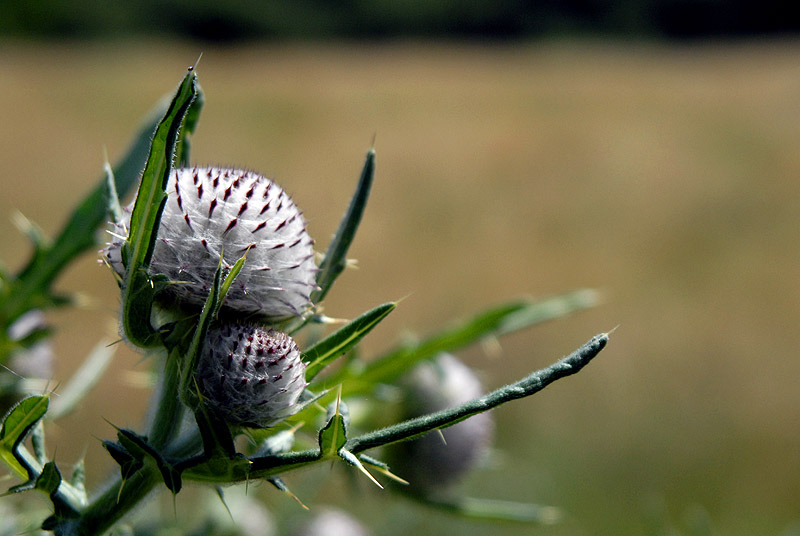 Woolly thistle...