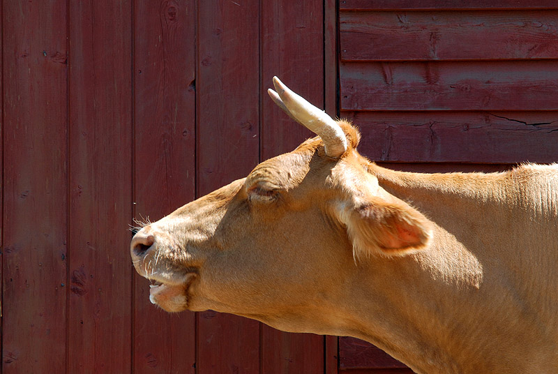 Moo.