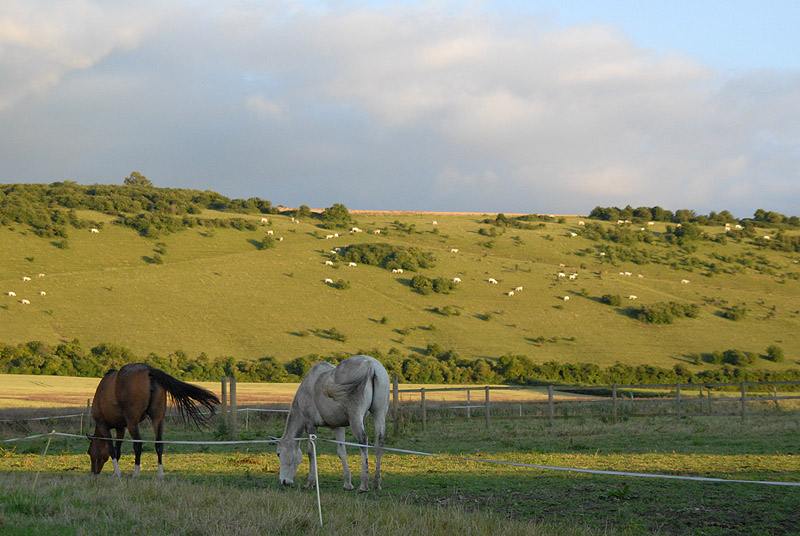 My favourite two horses...