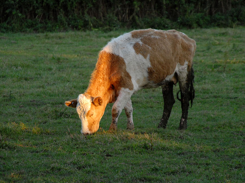 Sunlit cow...