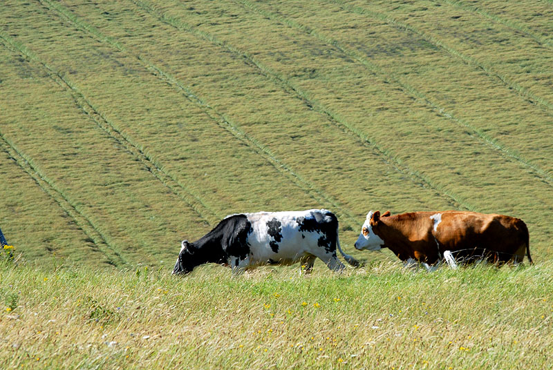 When the cows come home...