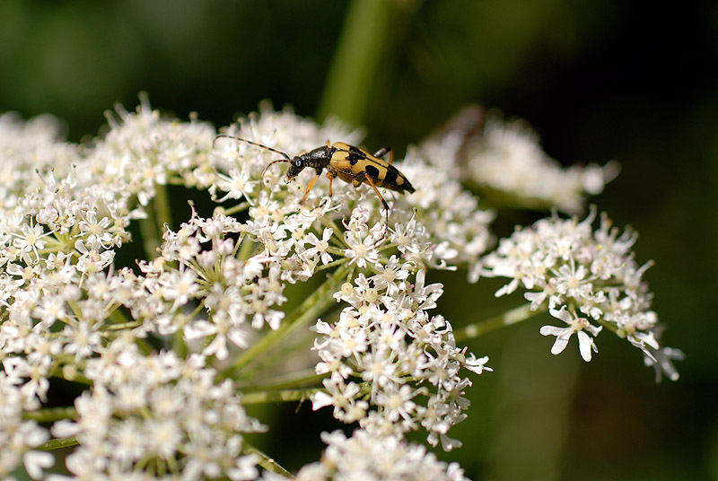 Strangalia maculata