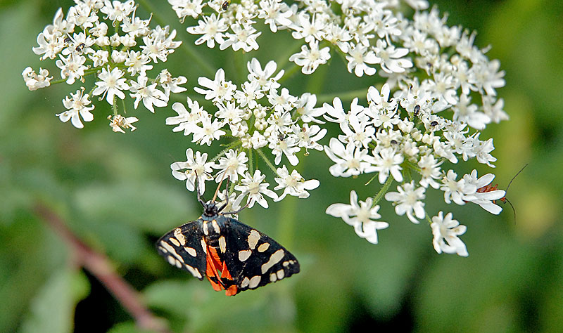 Cream-spot Tiger...