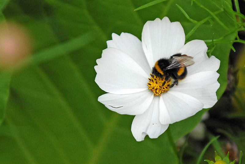 Where the bee sucks...