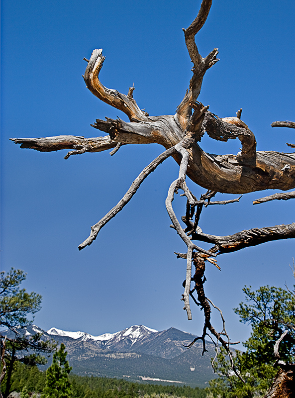 Peaks from Cinder Hills.JPG