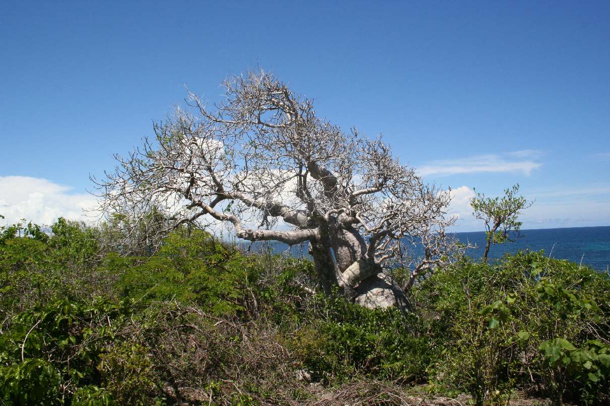 Adansonia madagascariensis Madagascar Diego Suarez Foret de .JPG