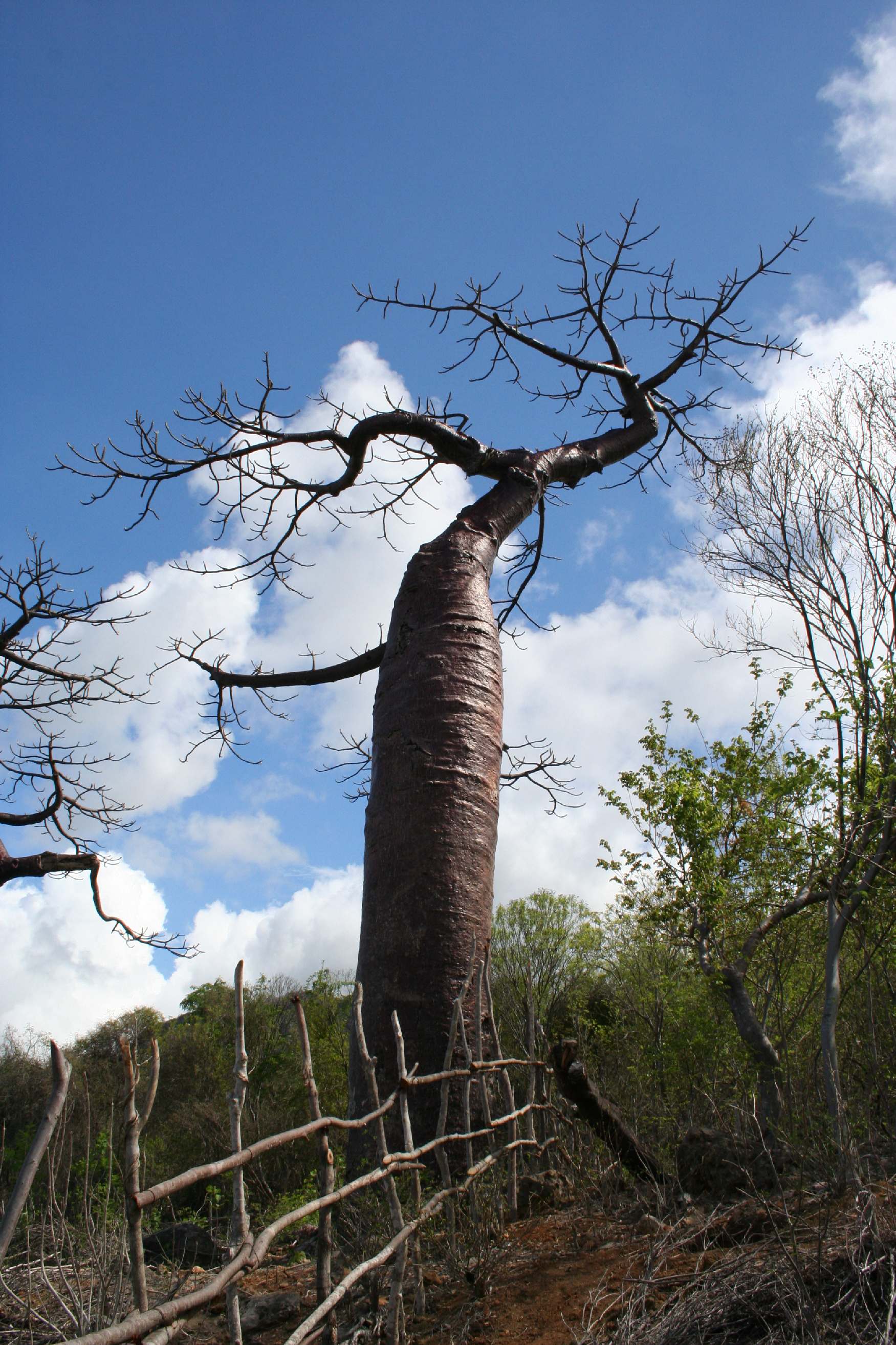 Adansonia suarezensis Madagascar Diego Suarez MOntagne de 1.JPG