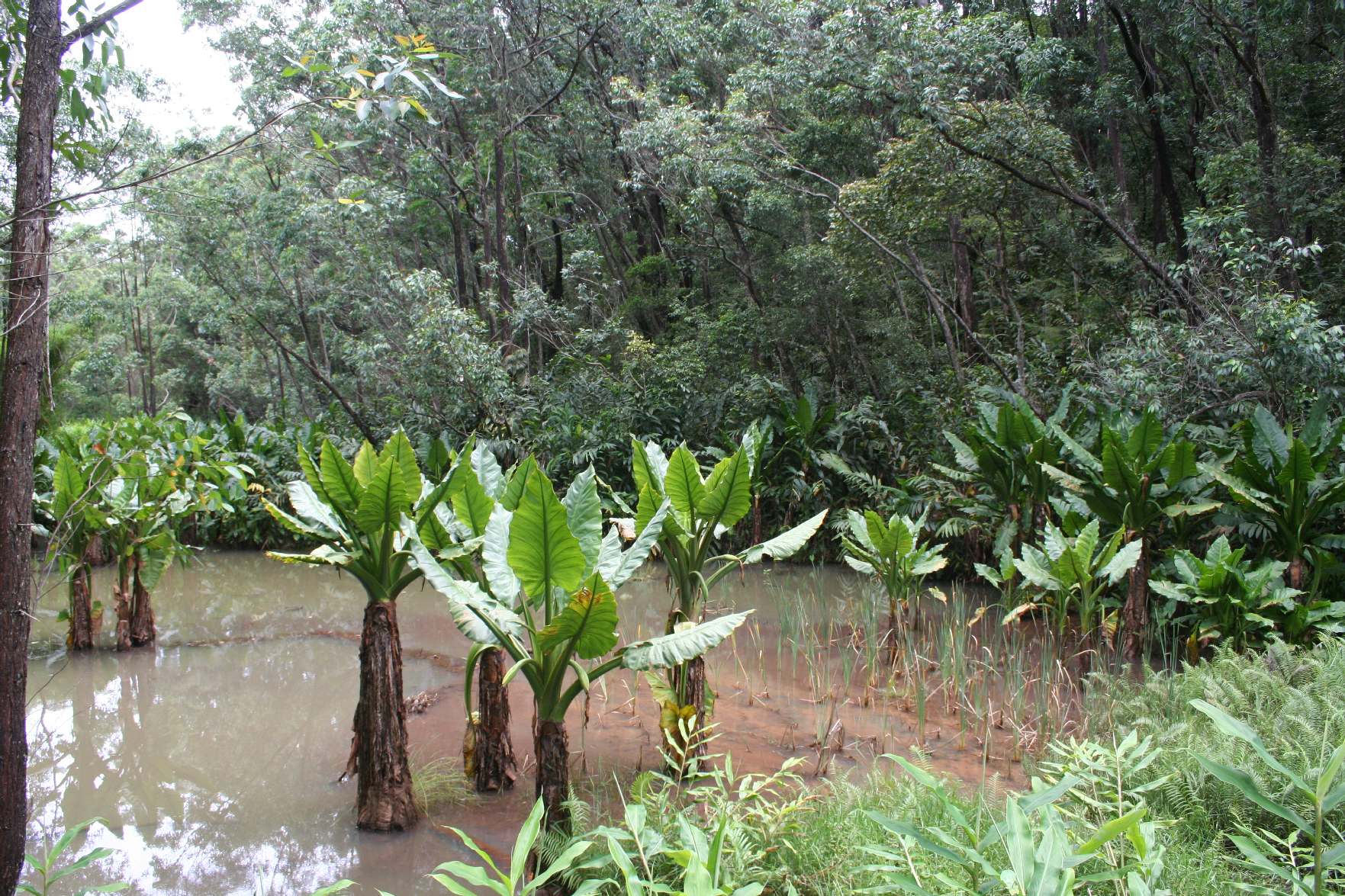 Araceae  Typhonodorum lindleyanum Madagascar Est Andasibe .JPG