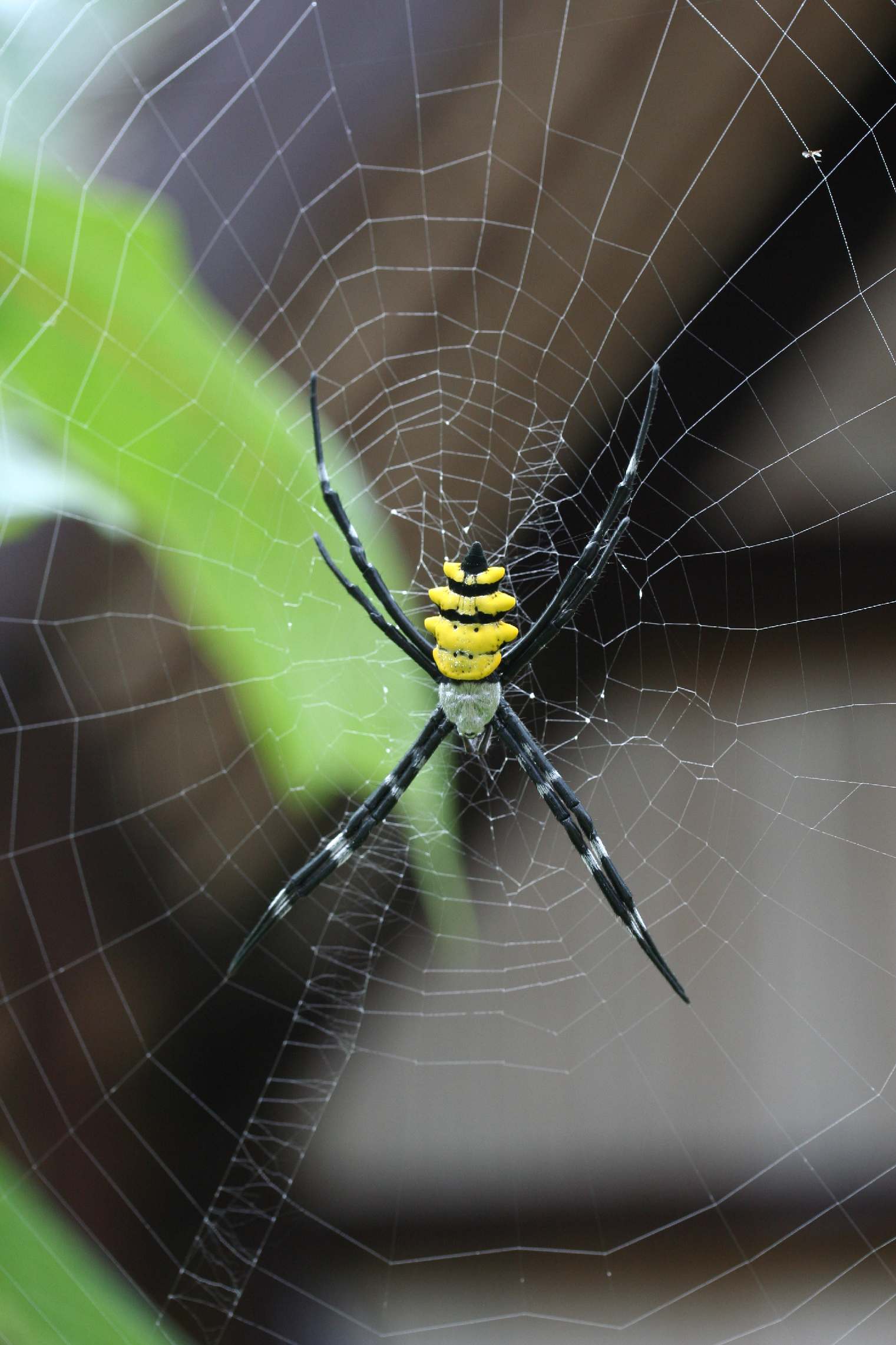 Argiope 2 Madagascar Est Andasibe  Feony ala hotel 6.I.2006.JPG