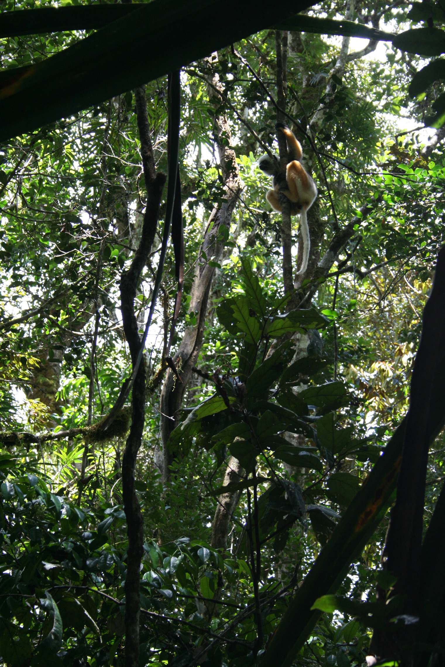 Diademed Sifaka Madagascar Est Andasibe Parc de Mantandi 2.JPG