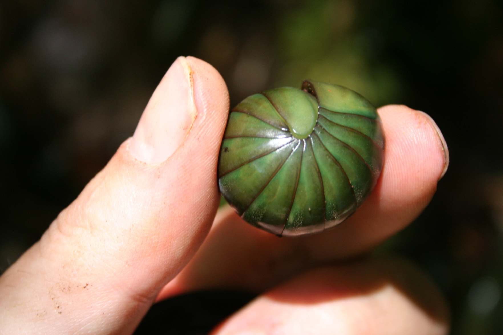 Diplopod  Madagascar Est Andasibe Parc de Mantandia 7.I.2006.JPG