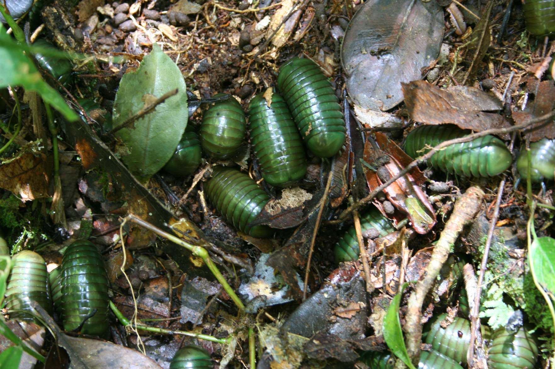 Impressive Diplopod concentration Madagascar Est Andasibe Pa.JPG