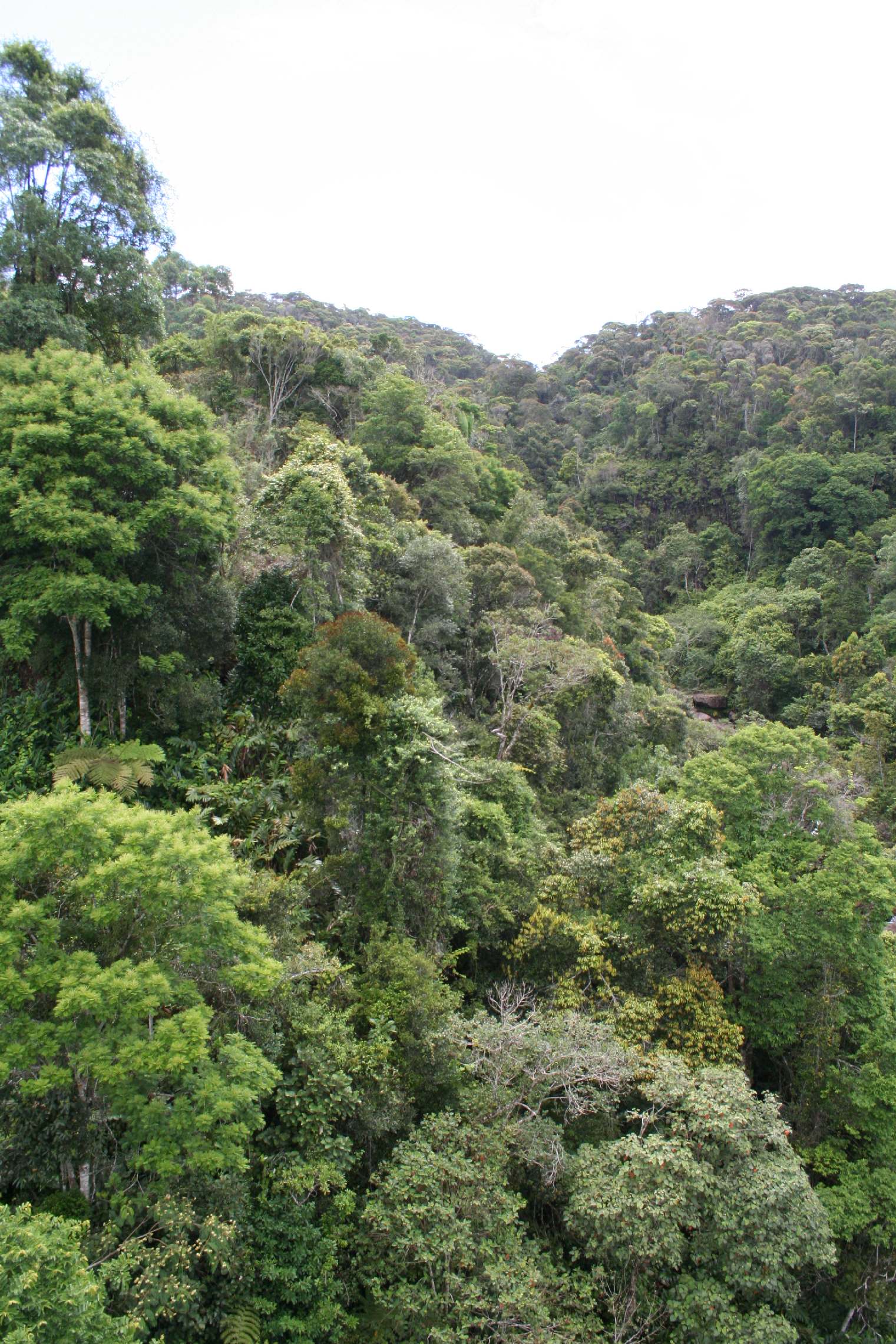 Madagascar Est Andasibe Vohimama forest 5.I.2006 2.JPG