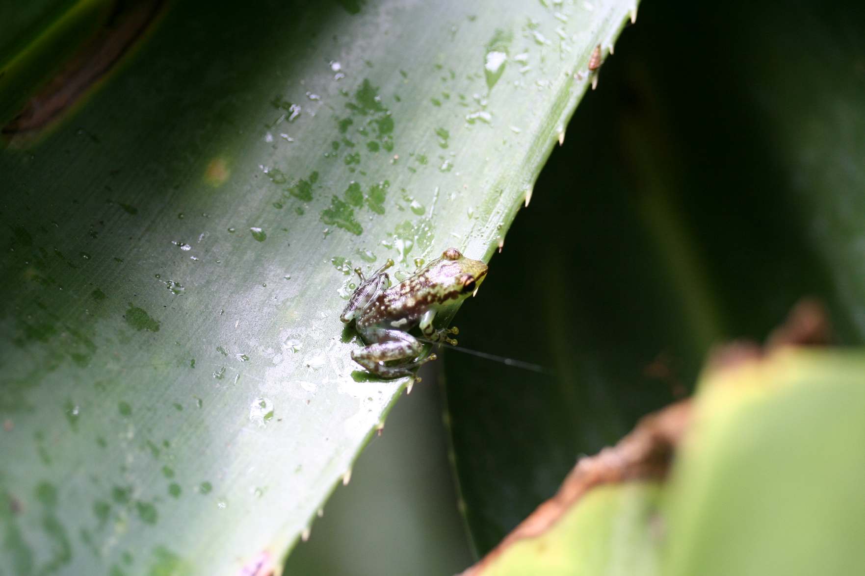 Mantidactylus sp. Madagascar Est Analamazaotra Reserve 3.I.2.JPG