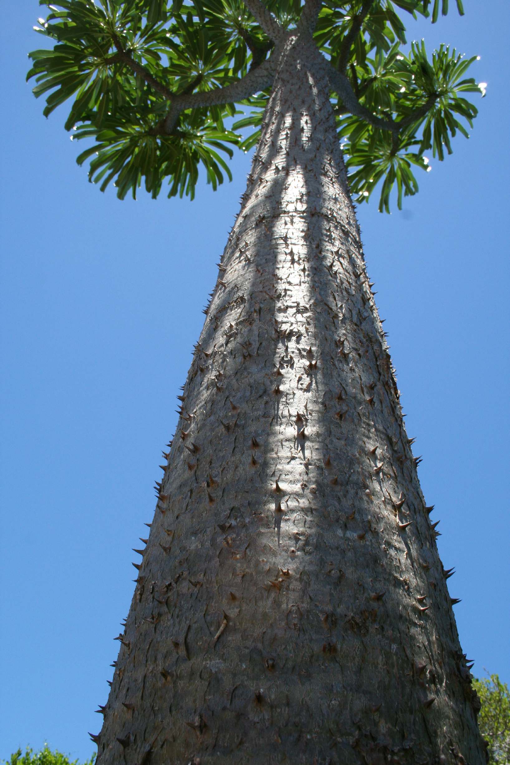 Pachypodium sp. Madagascar Diego Suarez Foret de lOrangea 3.JPG