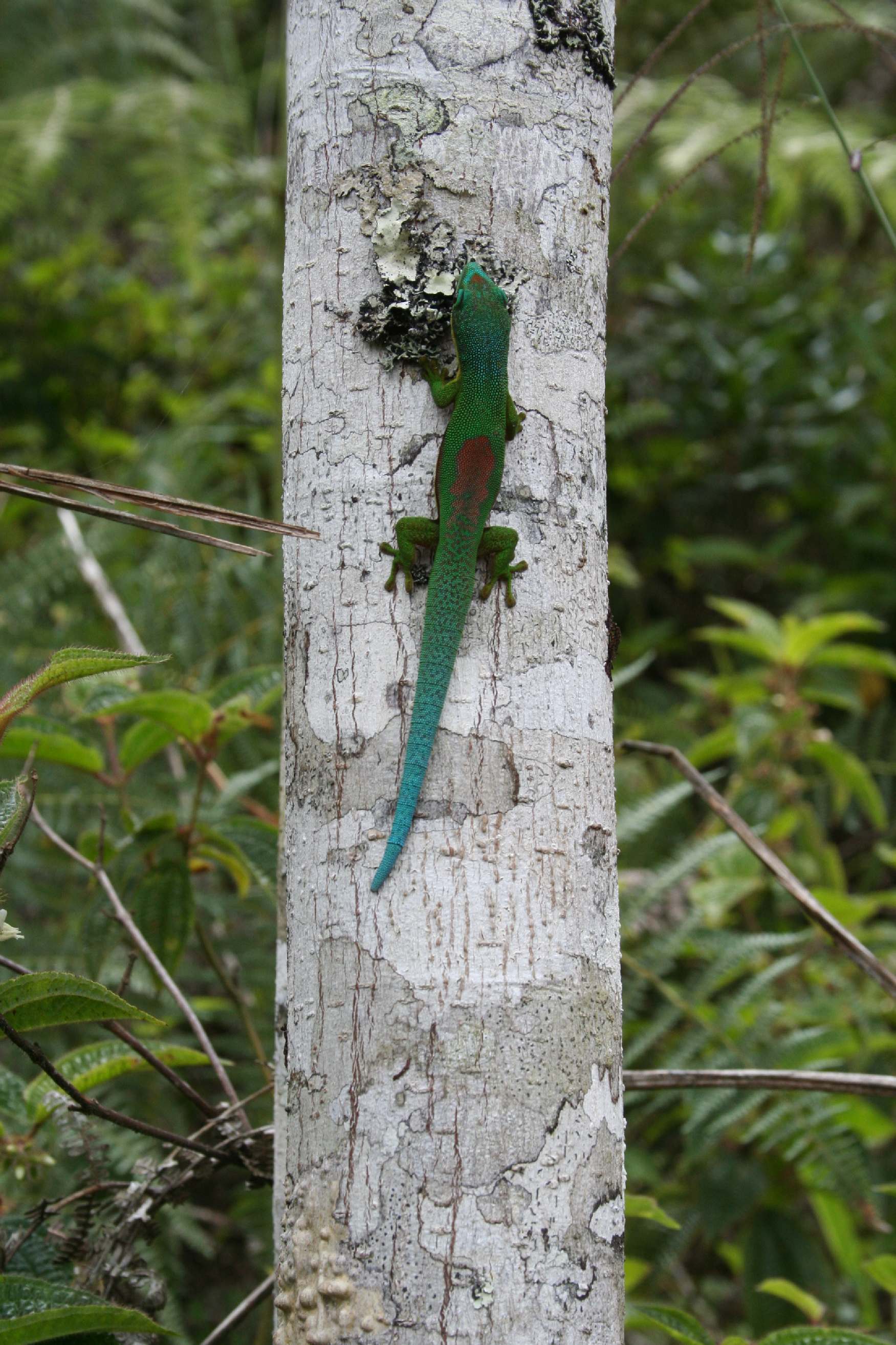 Phelsuma lineata Madagascar Est Andasibe Vohimama forest 5.I.JPG