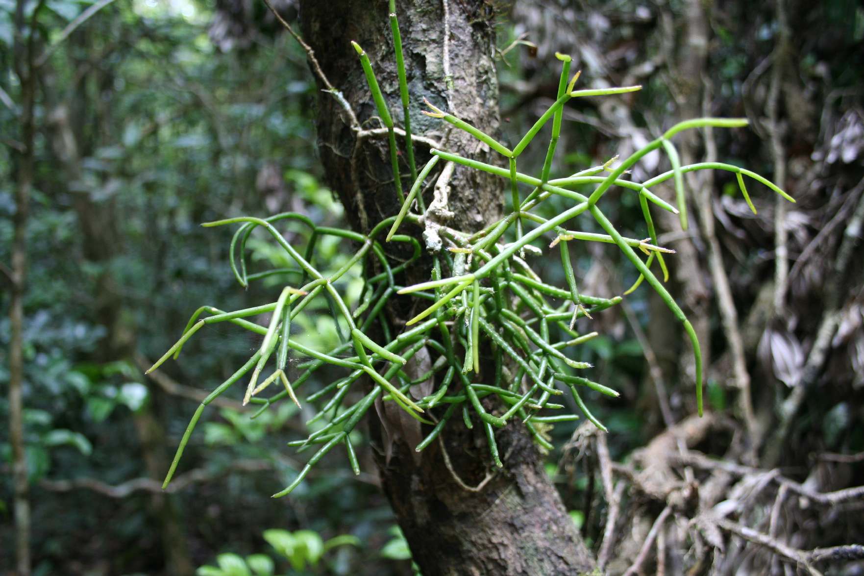 Rhipsalis baccifera Madagascar Est Andasibe Reserve de Anala.JPG
